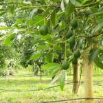 Как растёт дерево авокадо в домашних условиях, принцип роста