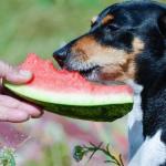 Какие фрукты и ягоды можно давать собаке?